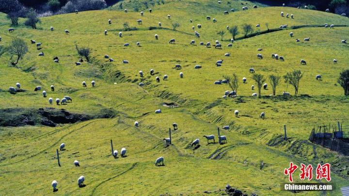 图为千坝牧场草原羊群似珍珠