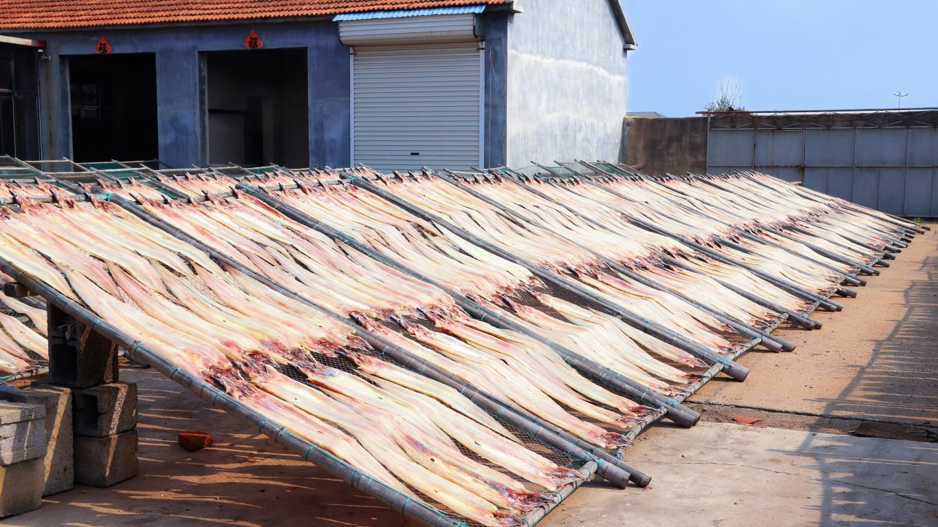 10月15日,岚山区安东卫街道,一排排竹架,一张张渔网,透过渔获,光影交错。叶雯 摄