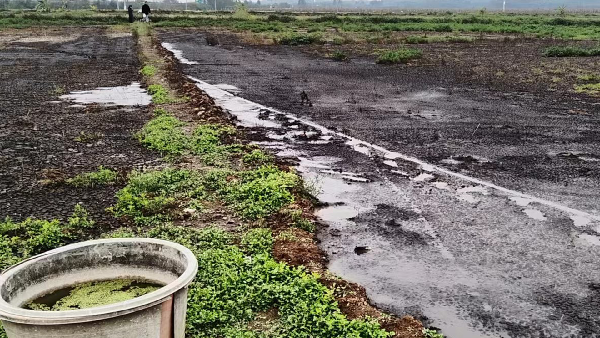 广西3家养猪场粪污直排污染生活用水,曾致村民出现