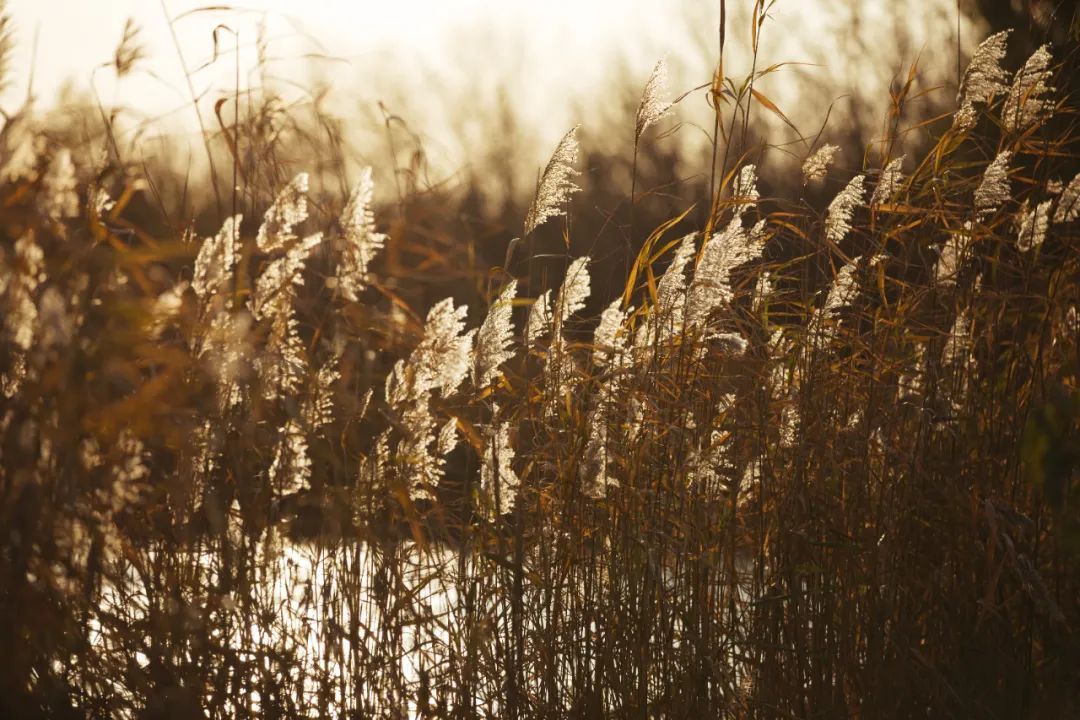 张其成教授带你涨知识　get《黄帝内经》中的养生精髓
