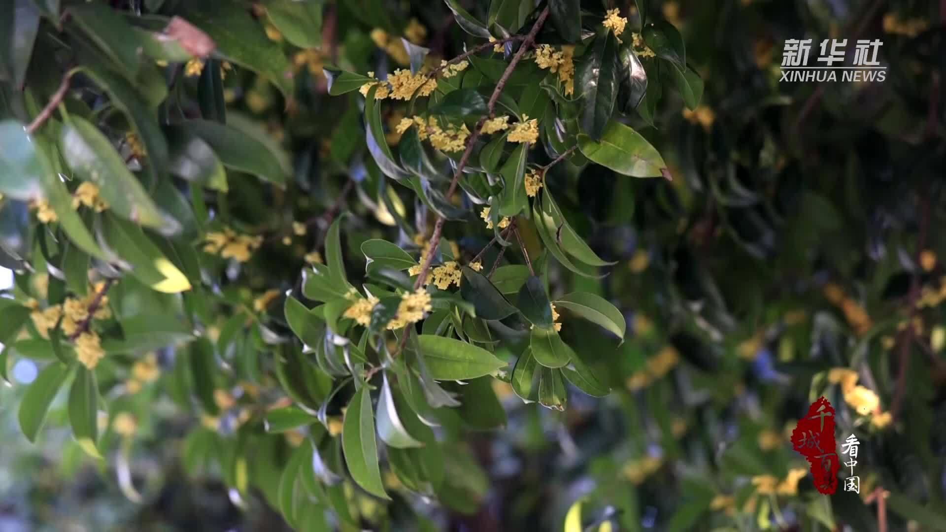 千城百县看中国｜湖南祁阳：桂花盛放 满城飘香