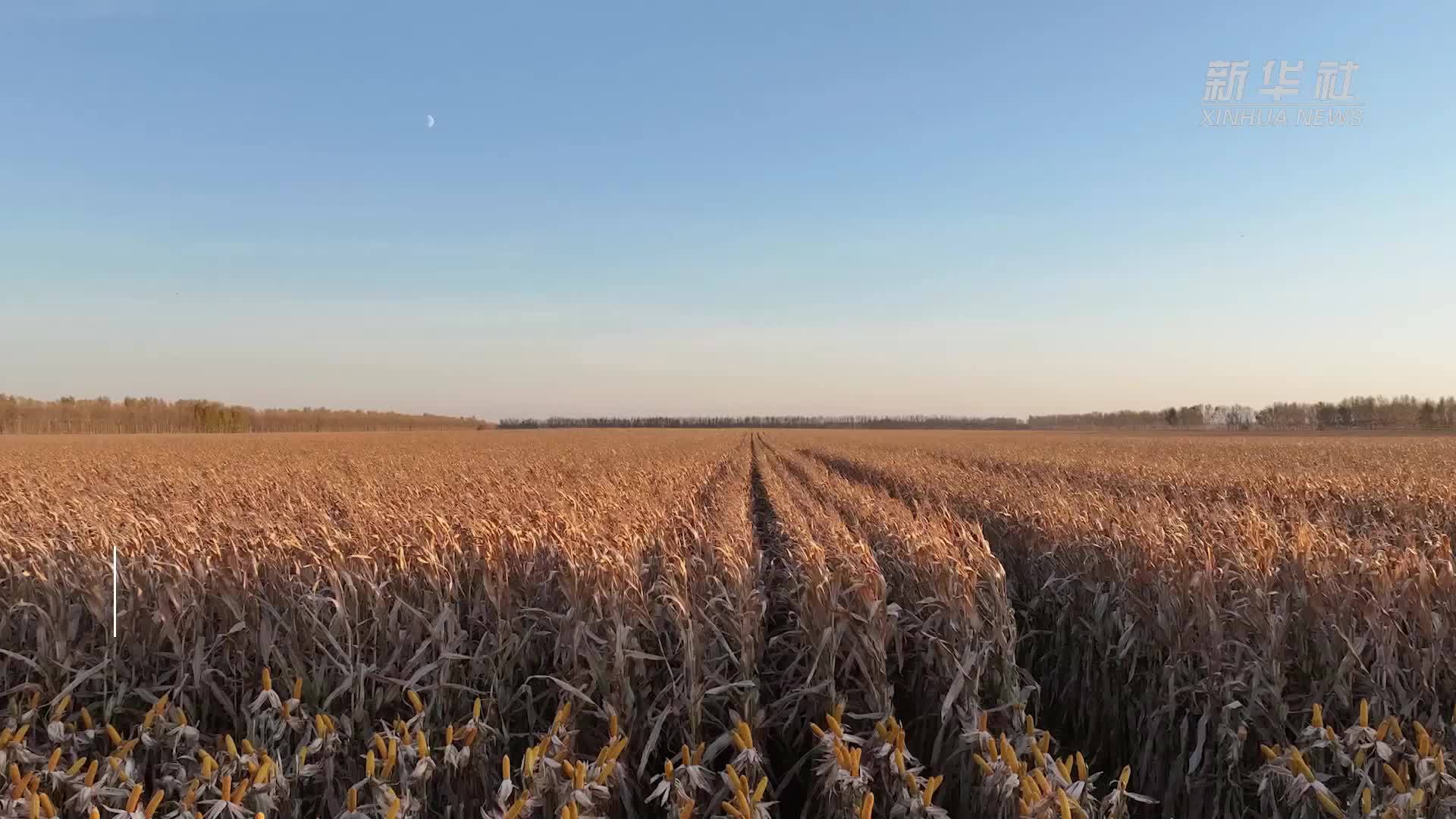 新华全媒＋丨当好国家粮食稳产保供“压舱石”——“大粮仓”黑龙江秋收图景扫描