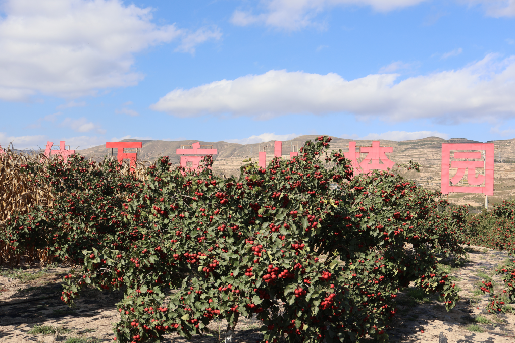 10月14日，常家河山楂小镇的山楂果压弯了枝头。新华社记者　刘雅萱　摄