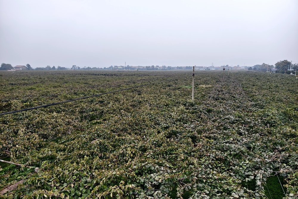 宝鸡眉县：猕猴桃产业绘就乡村振兴的美丽画卷