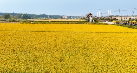 金秋收获好时节，打卡田园如画“丰”景 