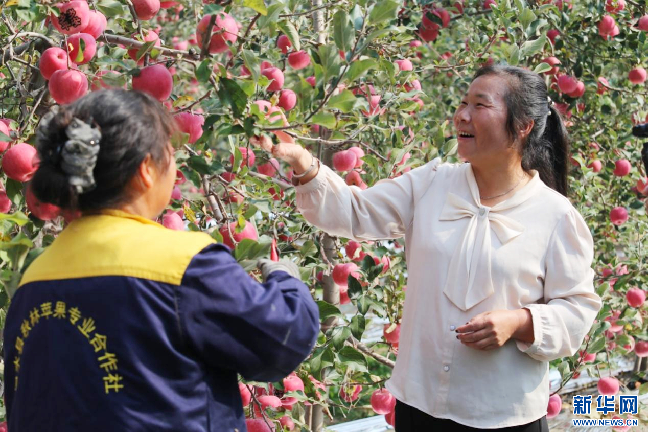 10月15日，秋林苹果专业合作社理事长林秋芳在果园指导工人采摘苹果。新华网 杨喜龙 摄