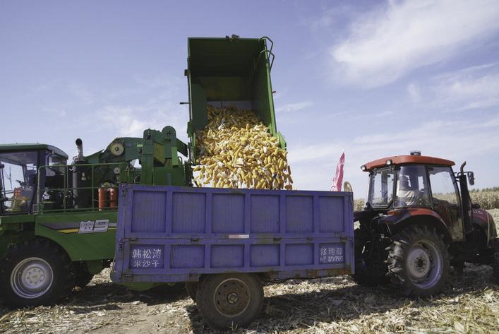 九台区龙嘉街道大城子村的一片农田里，亨源农机专业合作社的玉米收割机正在秋收作业，收割、摘穗、剥皮、装运等工序一气呵成。 张金蓉 摄