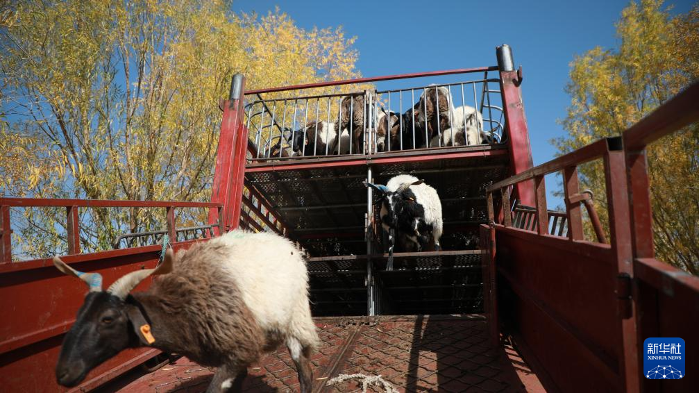 10月15日，肃南县的羊群运抵临泽县异地借牧点。