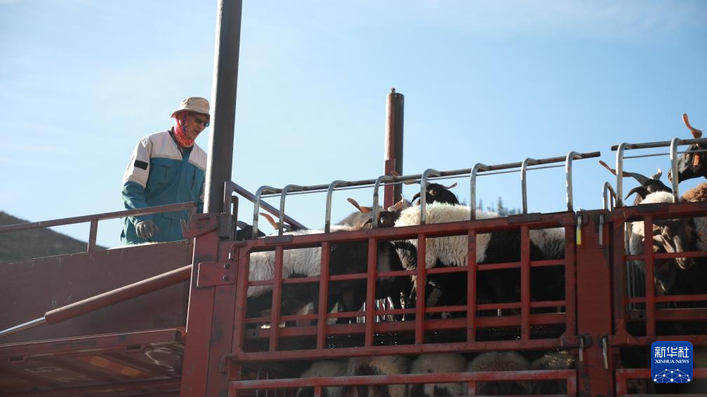 10月15日，在肃南裕固族自治县，卡车司机贾正兴将羊群装车，准备运往临泽县的异地借牧点。
