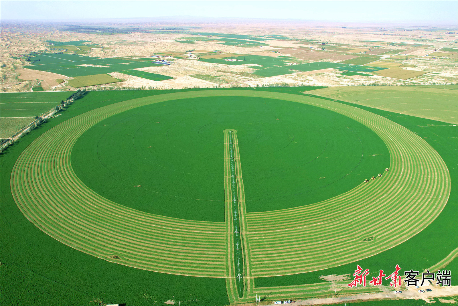 紫花苜蓿收割现场 新甘肃·甘肃日报记者 金奉乾 摄
