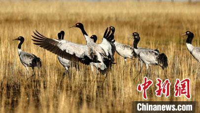 10月以来，大量候鸟开始在甘肃黄河首曲国家级自然保护区内集群。图为黑颈鹤集群。甘肃省林草局供图