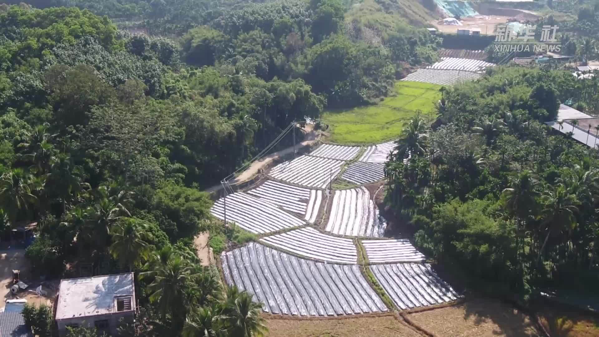 海南保亭：辣椒分苗移栽忙 聚“椒”产业助振兴