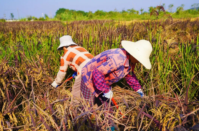 图为西湖镇横塘乡村生态园丰收场景。