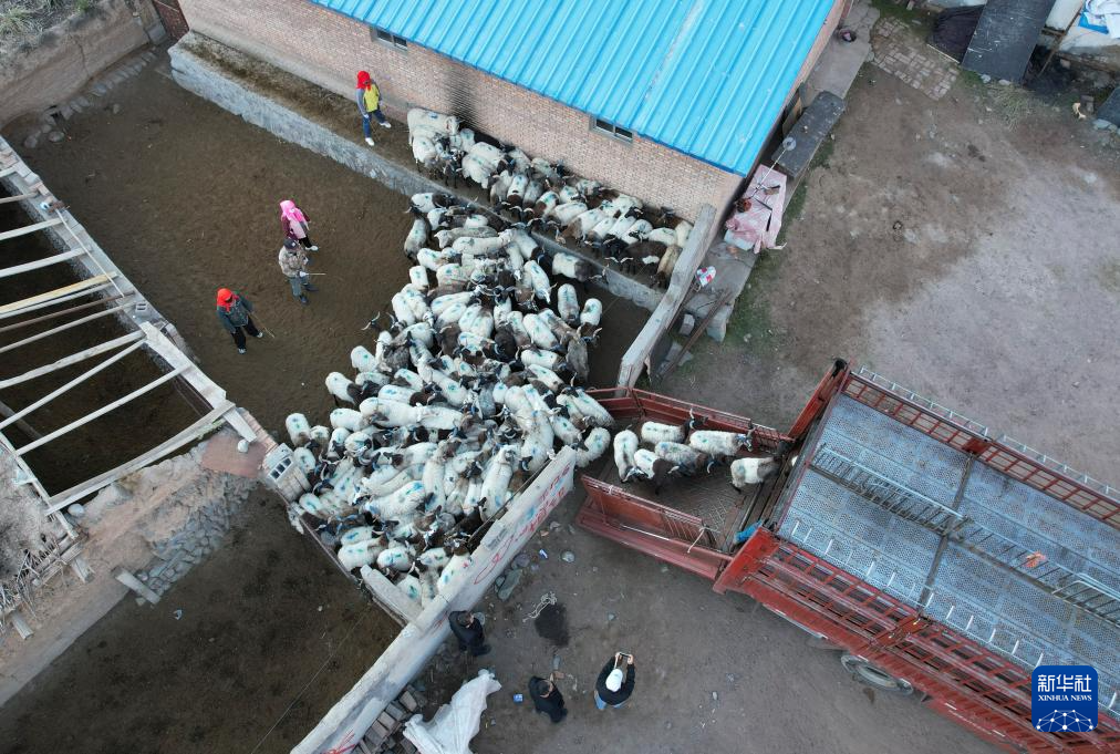 10月15日，肃南裕固族自治县康乐镇隆丰村的牧民将羊群赶往运输车上，准备运往临泽县的异地借牧点（无人机照片）。