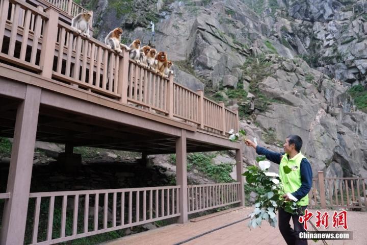 甘肃武都裕河自然保护区：川金丝猴乐园