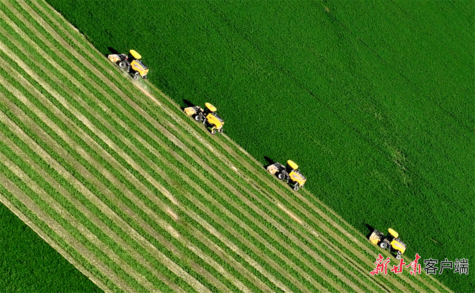 紫花苜蓿收割现场 新甘肃·甘肃日报记者 金奉乾 摄