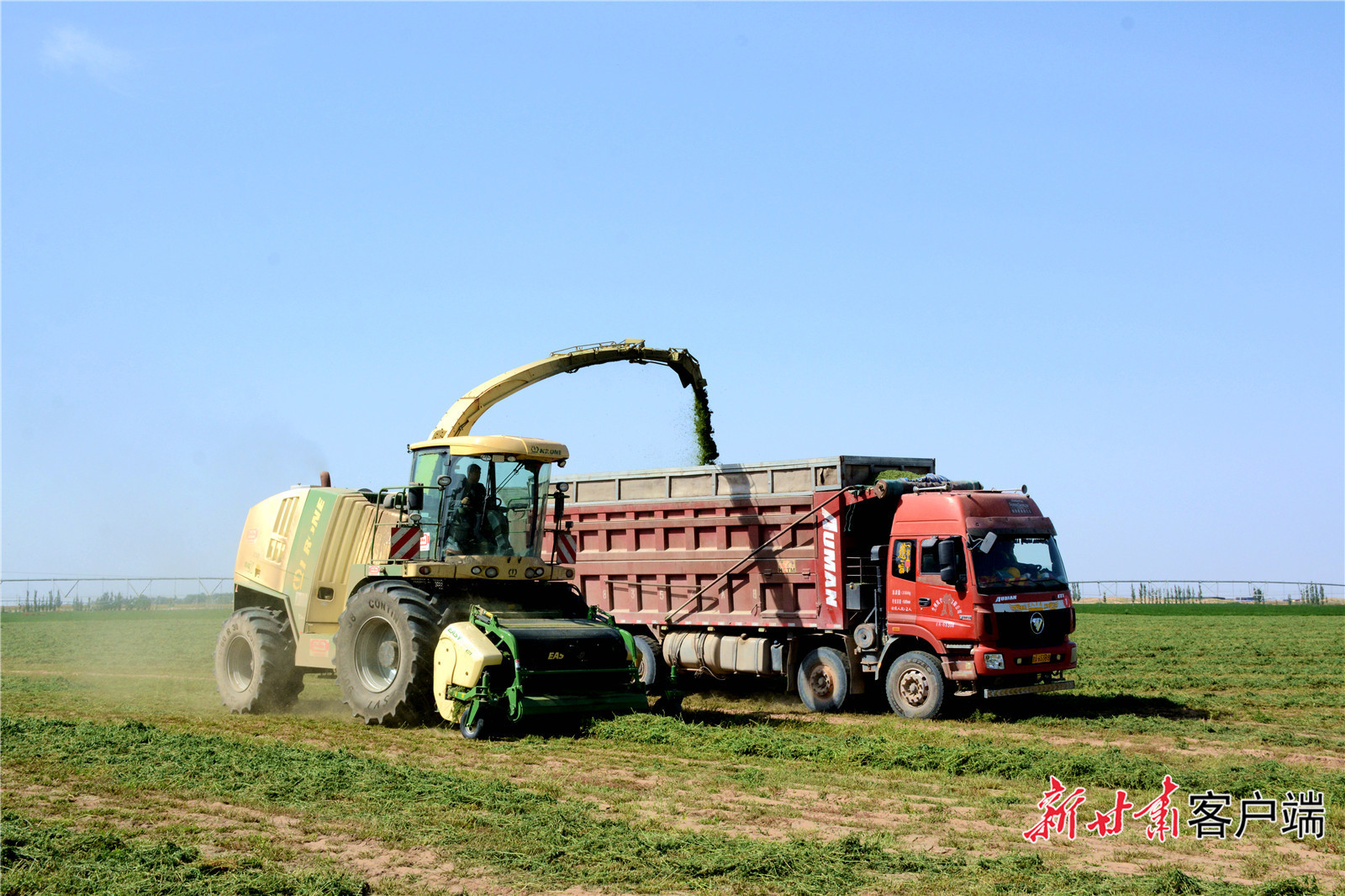 苜蓿青贮 新甘肃·甘肃日报记者 金奉乾 摄