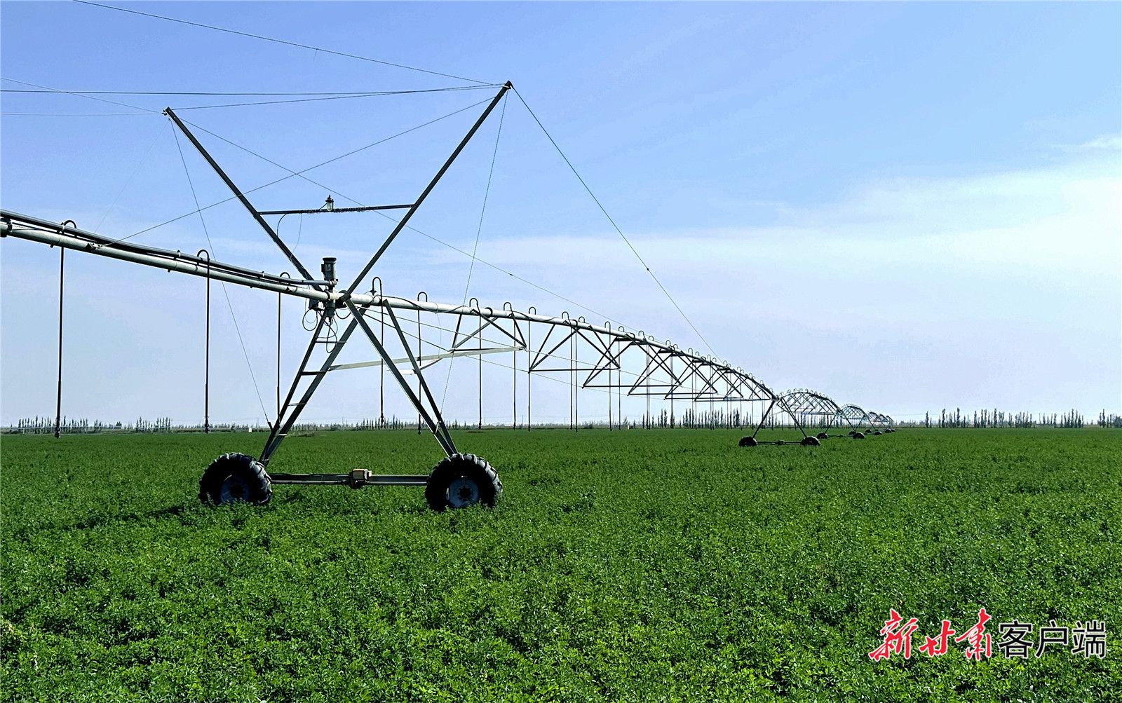 蓬勃发展的草产业,为凉州区奶业振兴提供有力支撑。新甘肃·甘肃日报记者 金奉乾 摄