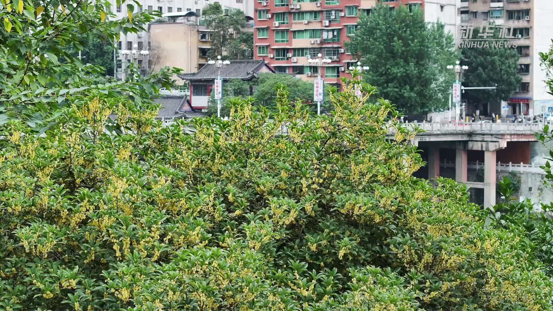 贵州铜仁：深秋满城桂花香