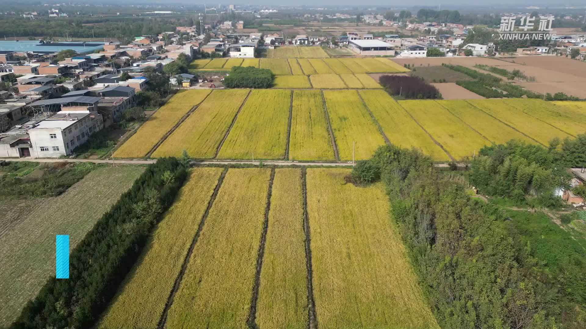 陕西西安：终南山下秋风起　稻谷飘香正当时