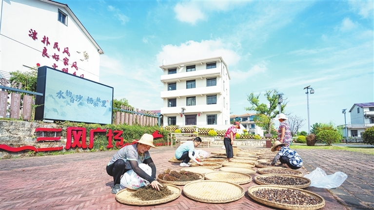 安义县：晒秋（图）