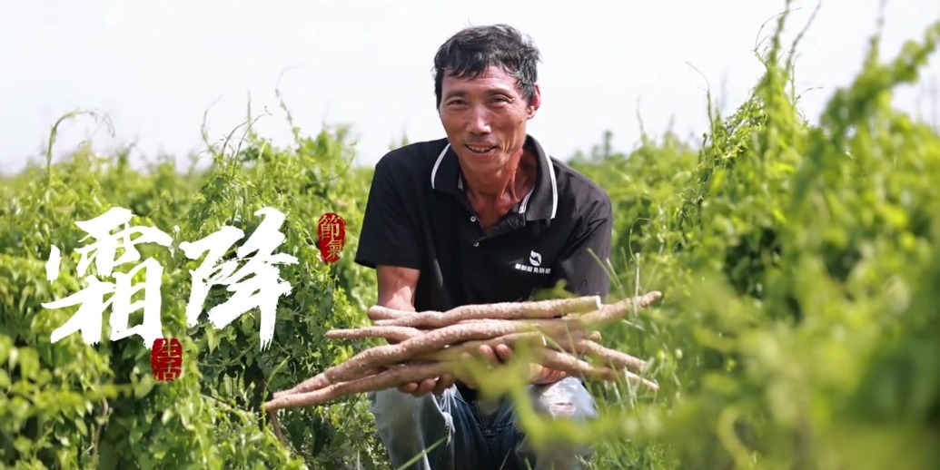 霜降至，山药成：张宝山坚守非遗传承，每年霜降开挖