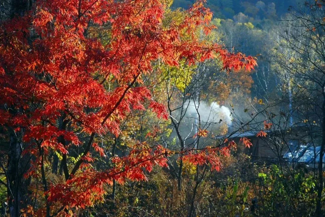 深秋如画，秋叶斑斓，快来抓住秋天的尾巴9.jpg