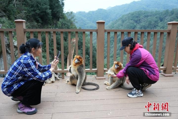 甘肃武都裕河自然保护区：川金丝猴乐园