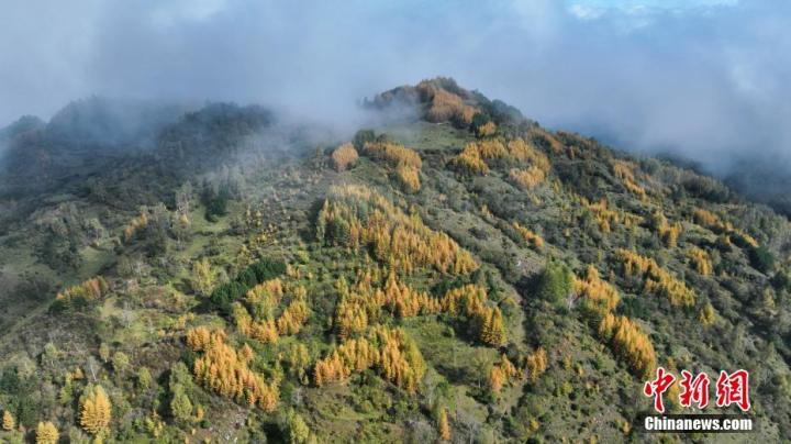 图为千坝牧场景色