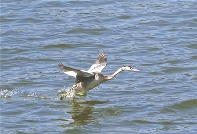 凤头䴙䴘在水面振翅欲飞。（通讯员 肖冬样摄）