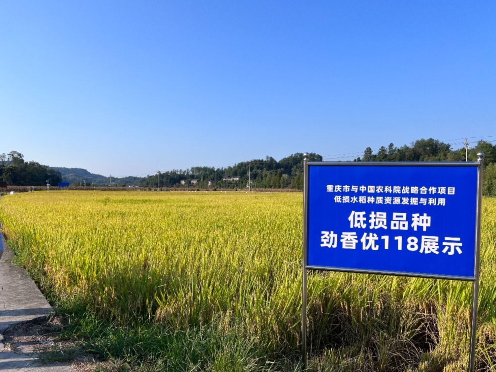 ▲2024年8月30日，重庆与中国农科院联合选育的低损水稻品种“劲香优118”接受专家鉴评。记者 栗园园 摄