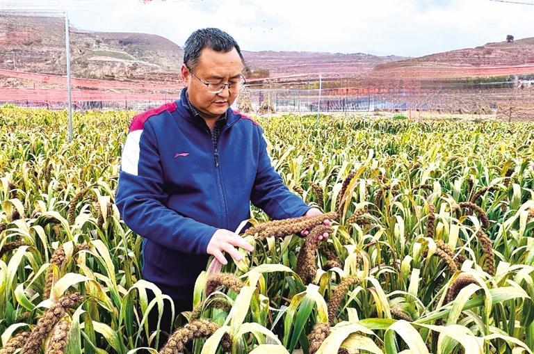 董孔军在谷子地观察新品种长势　图片由受访者提供