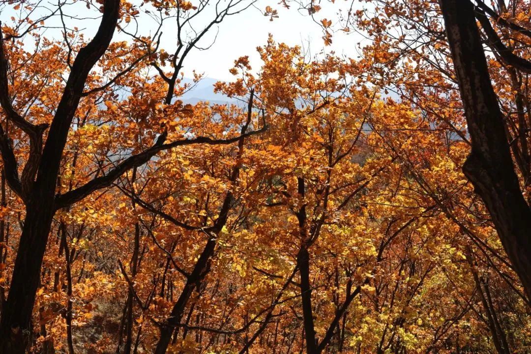 深秋如画，秋叶斑斓，快来抓住秋天的尾巴3.jpg
