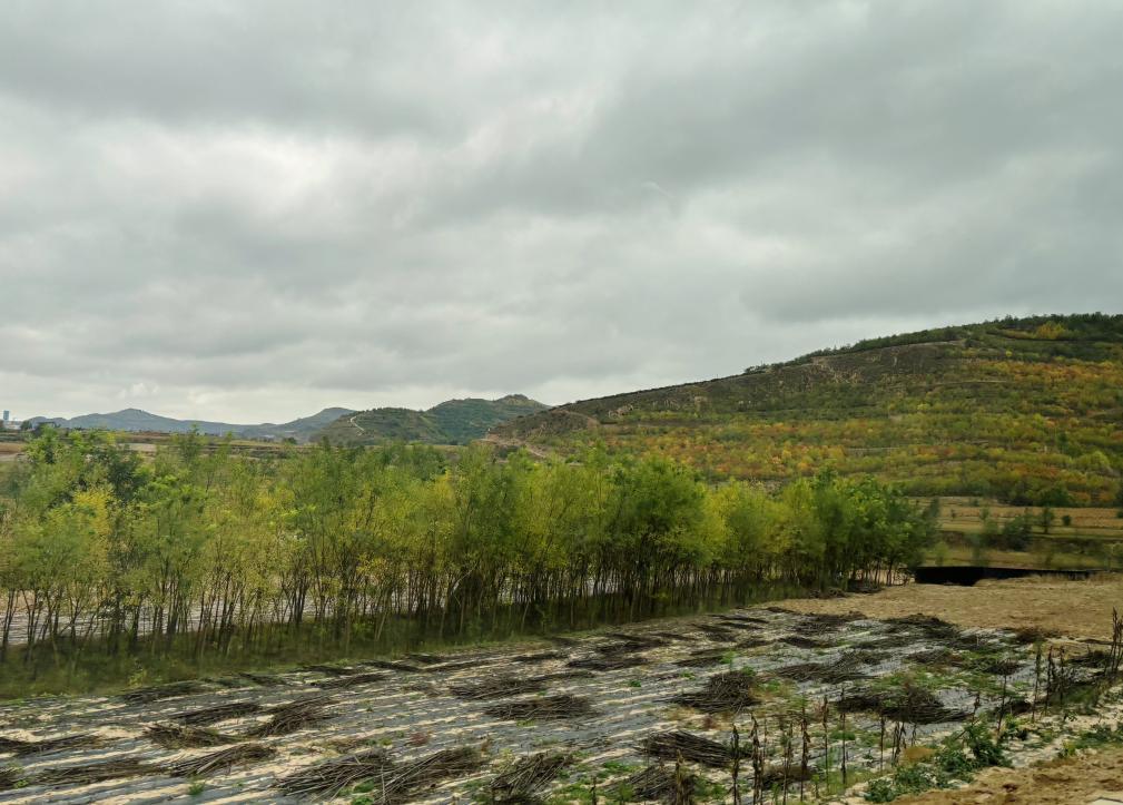 10月14日，从兰州前往定西的路上，沿途高速公路两旁的树木。新华社记者　刘雅萱　摄