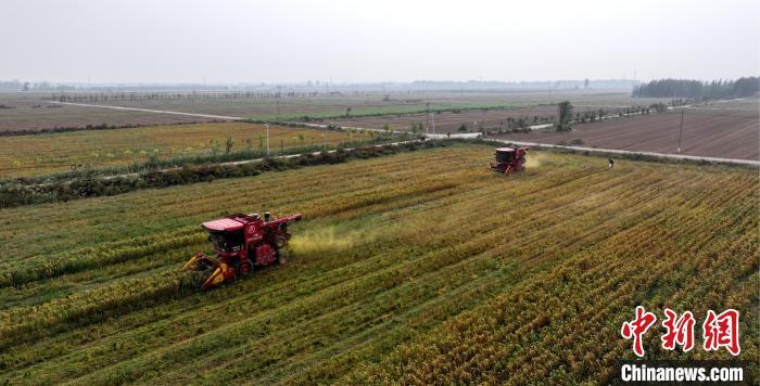 致富“黄金米”：实拍河北阜城逾万亩谷子喜获丰收