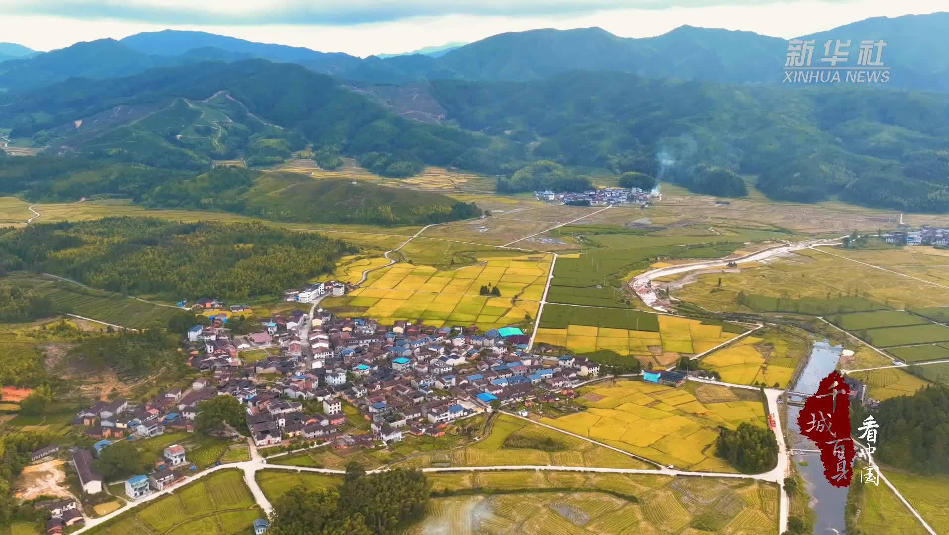 千城百县看中国｜福建邵武：金色稻田 丰收如画