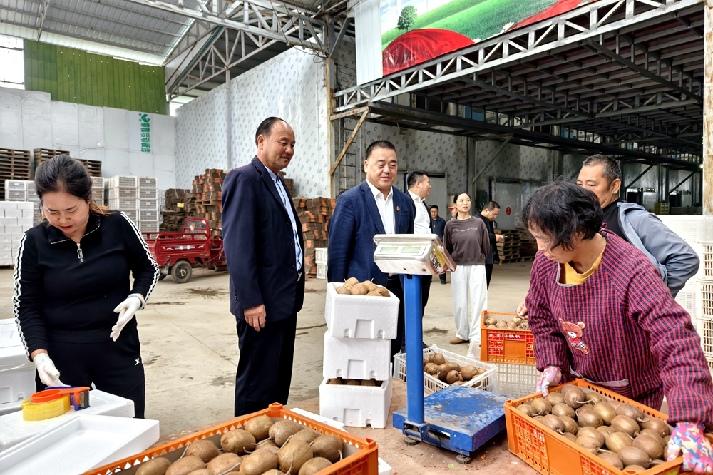 宝鸡眉县：猕猴桃产业绘就乡村振兴的美丽画卷