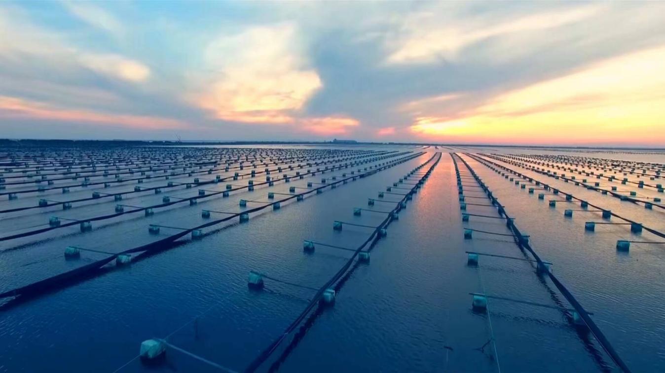 (荣成市探索建设“资源修复+生态养殖+高质高效”的海洋生态牧场综合体 图片来源:闪电新闻)