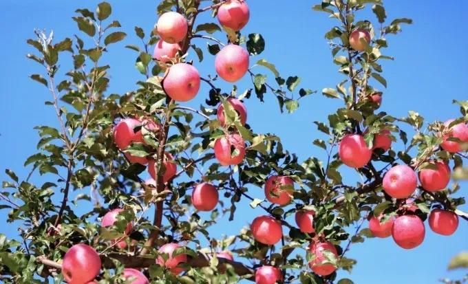 《苹果香》 F07121D85BA18B47B5621A77B59E9EA00DF301A7_size71_w680_h413.jpg