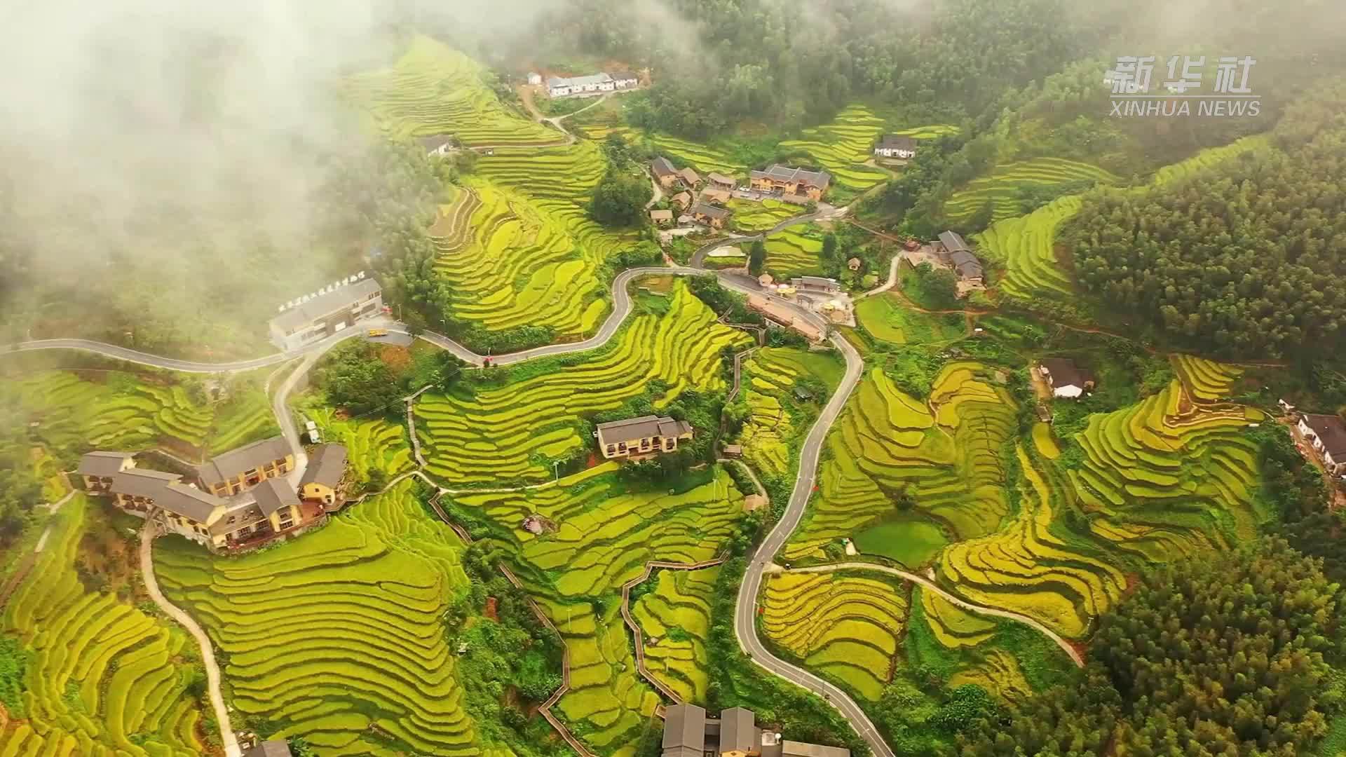 江西崇义：梯田秋色“丰”景如画