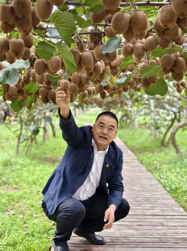 宝鸡眉县：猕猴桃产业绘就乡村振兴的美丽画卷