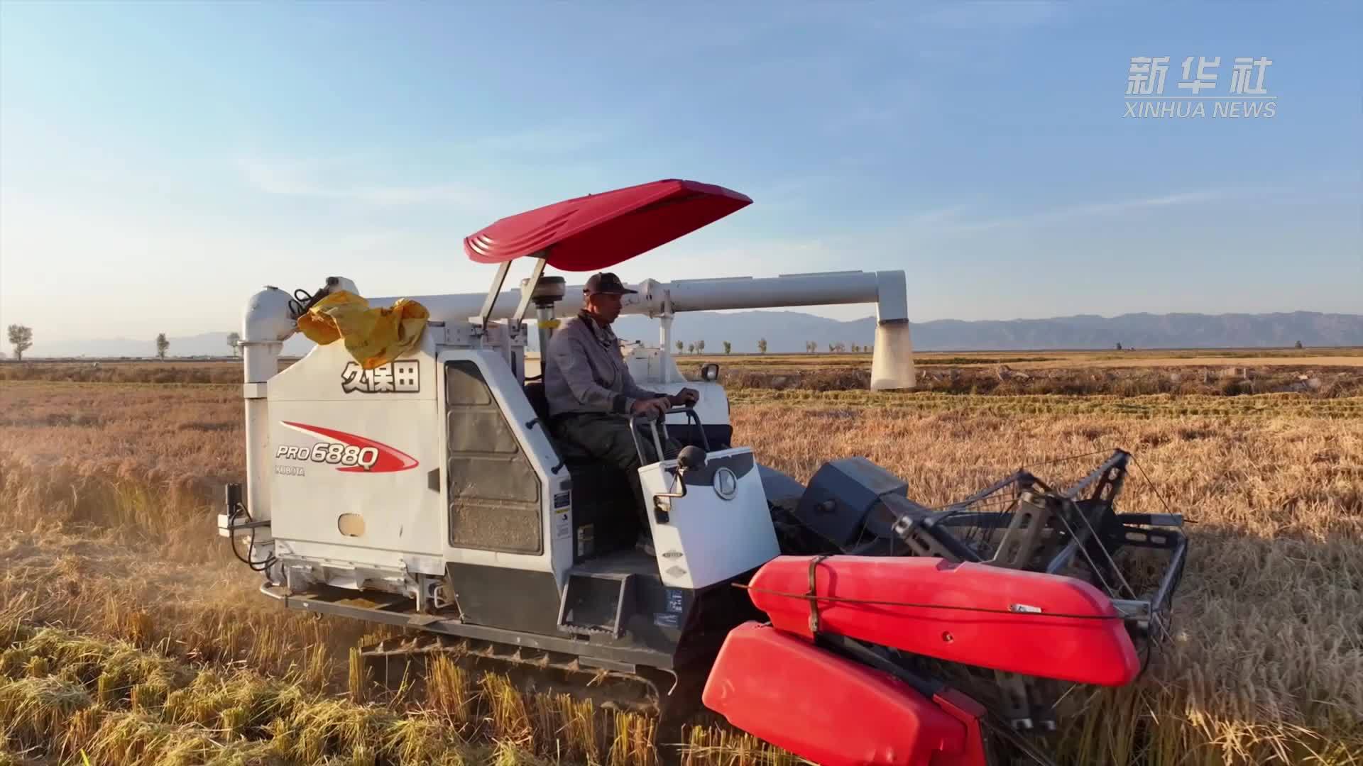 千城胜景｜内蒙古达拉特旗：盐碱地变米粮仓 万亩稻田迎丰收