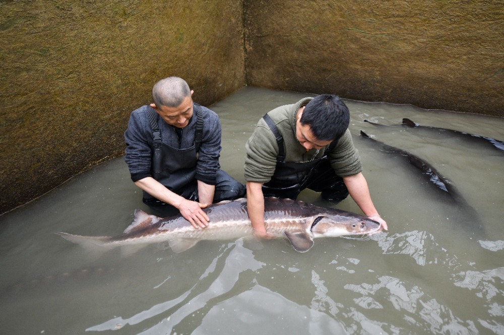 ▲资料图：2024年3月20日，万州区水产研究所新田基地，“鱼爸爸”王飞（右）与同事检查长江鲟生长情况。 记者 谢智强 摄