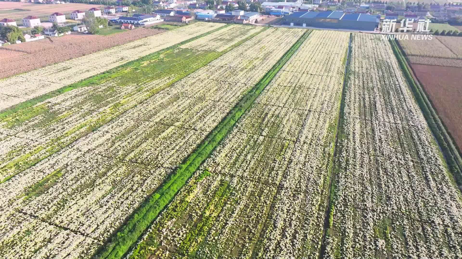 金秋好“丰”景 菊花采收忙