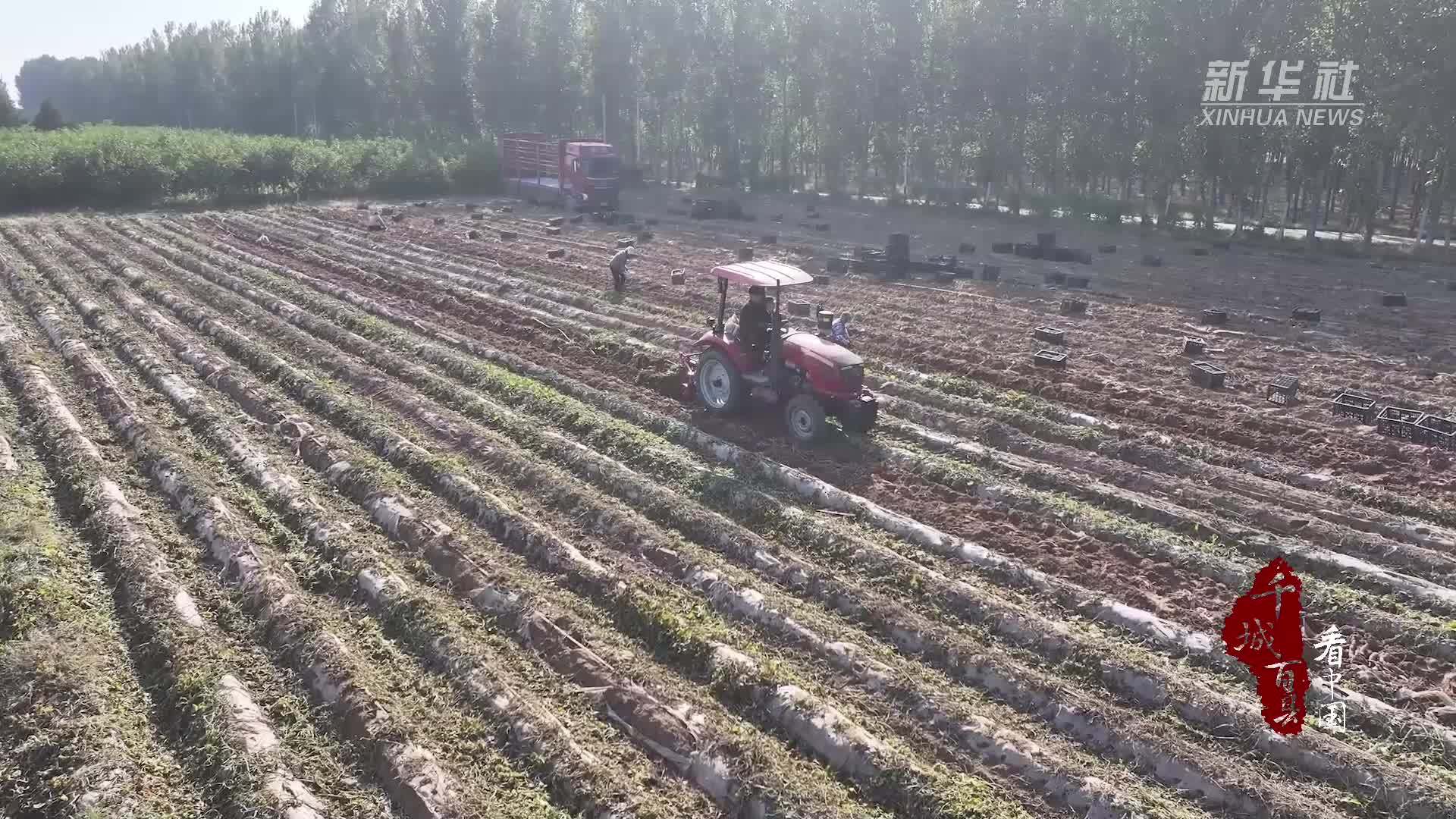 千城百县看中国｜河北广宗：红薯迎丰收 富民添“薯”光