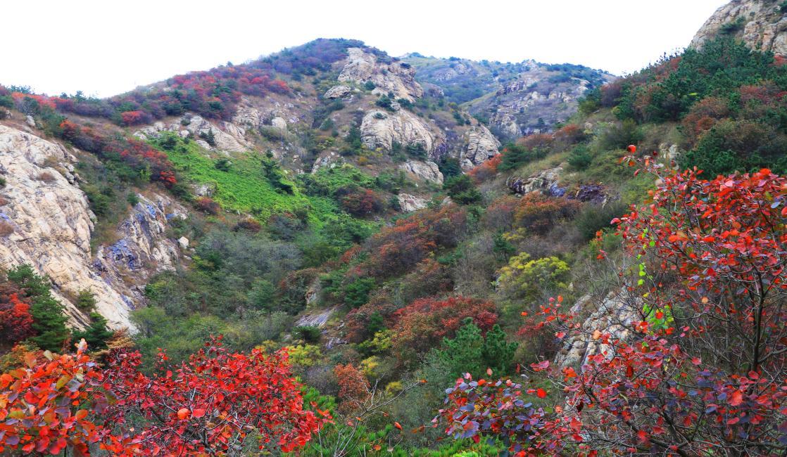 10月21日，五莲县七连山景区，漫山遍野层林尽染，红、黄、绿三色交织，宛如一幅调色盘。 刘玉平 摄