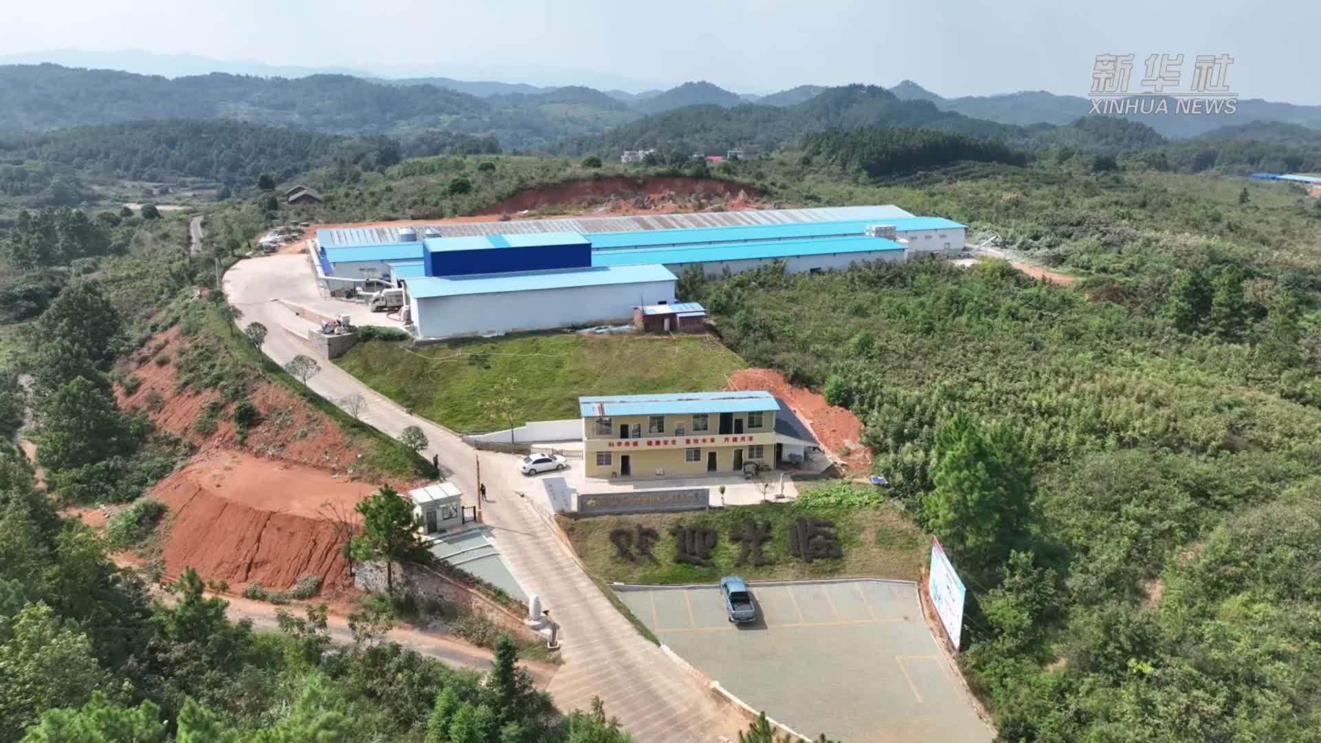 湖南东安：无抗有机鸡蛋走俏市场