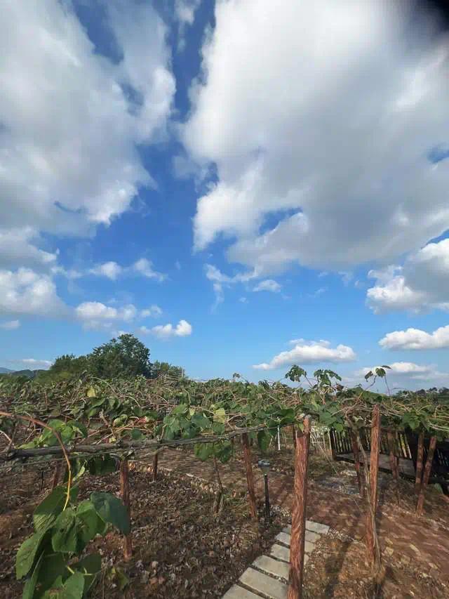 刺葡萄林一角。