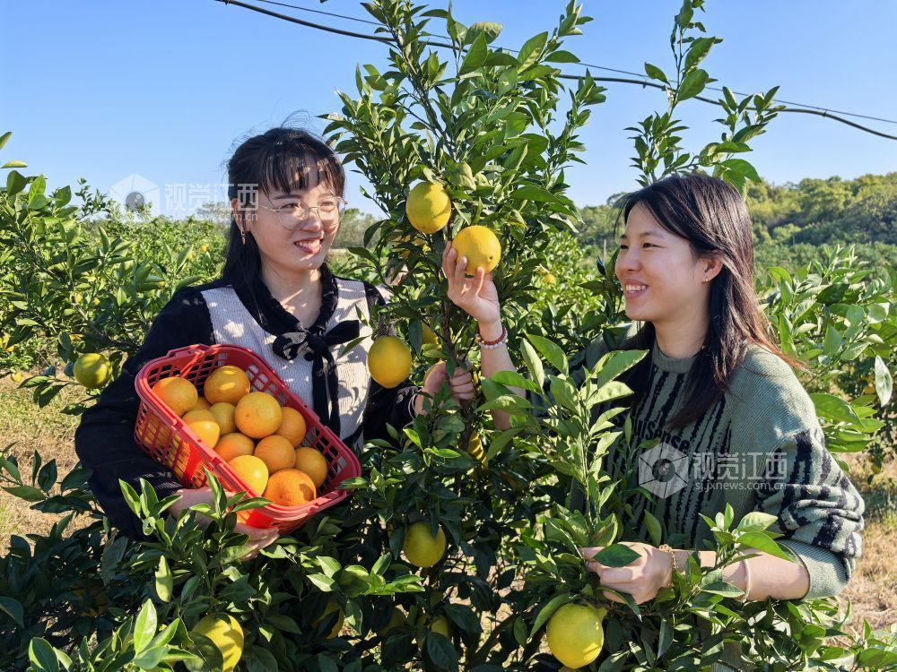 上高县：体验采摘乐趣（图）