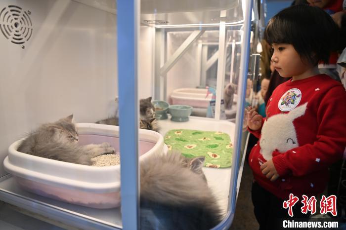 10月20日，参展商展出待售的宠物猫吸引小朋友。中新社记者　九美旦增　摄